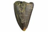 Tyrannosaur Tooth Tip - Two Medicine Formation #163387-1